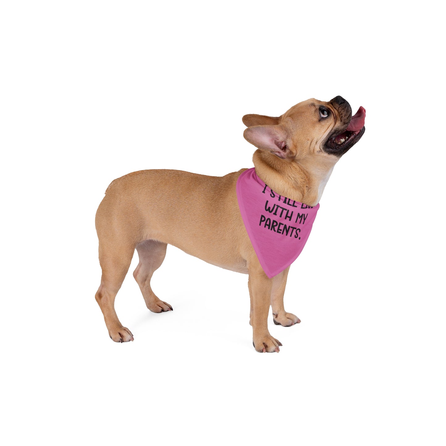 Live with Parents Pet Bandana, Pink (Black Logo) - Sweet Baby Jeez Teez